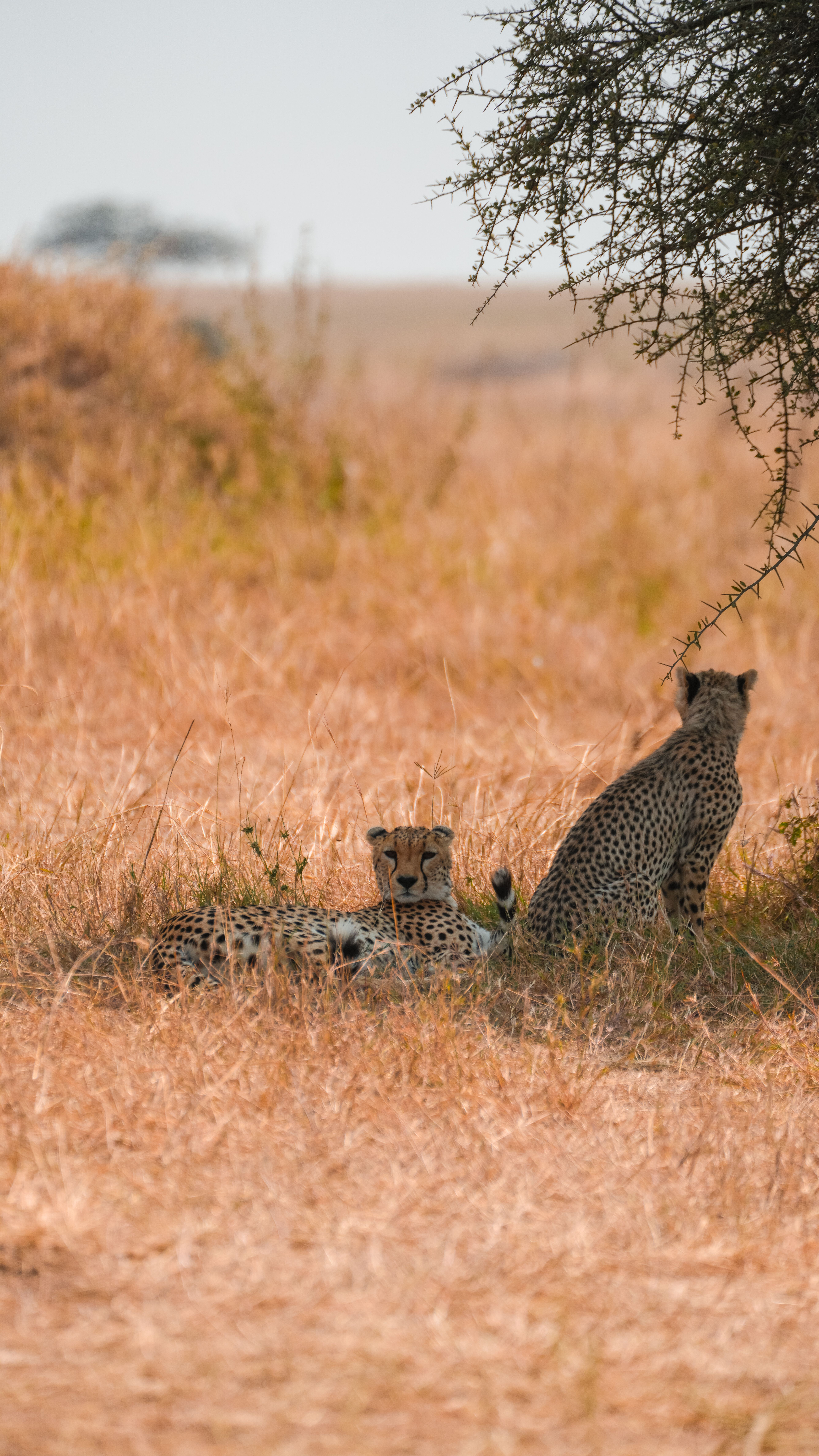 Kilimanjaro and Tanzania safari combination package