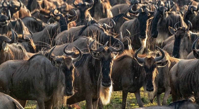 2-Day Northern Tanzania Safari Tarangire and Ngorongoro