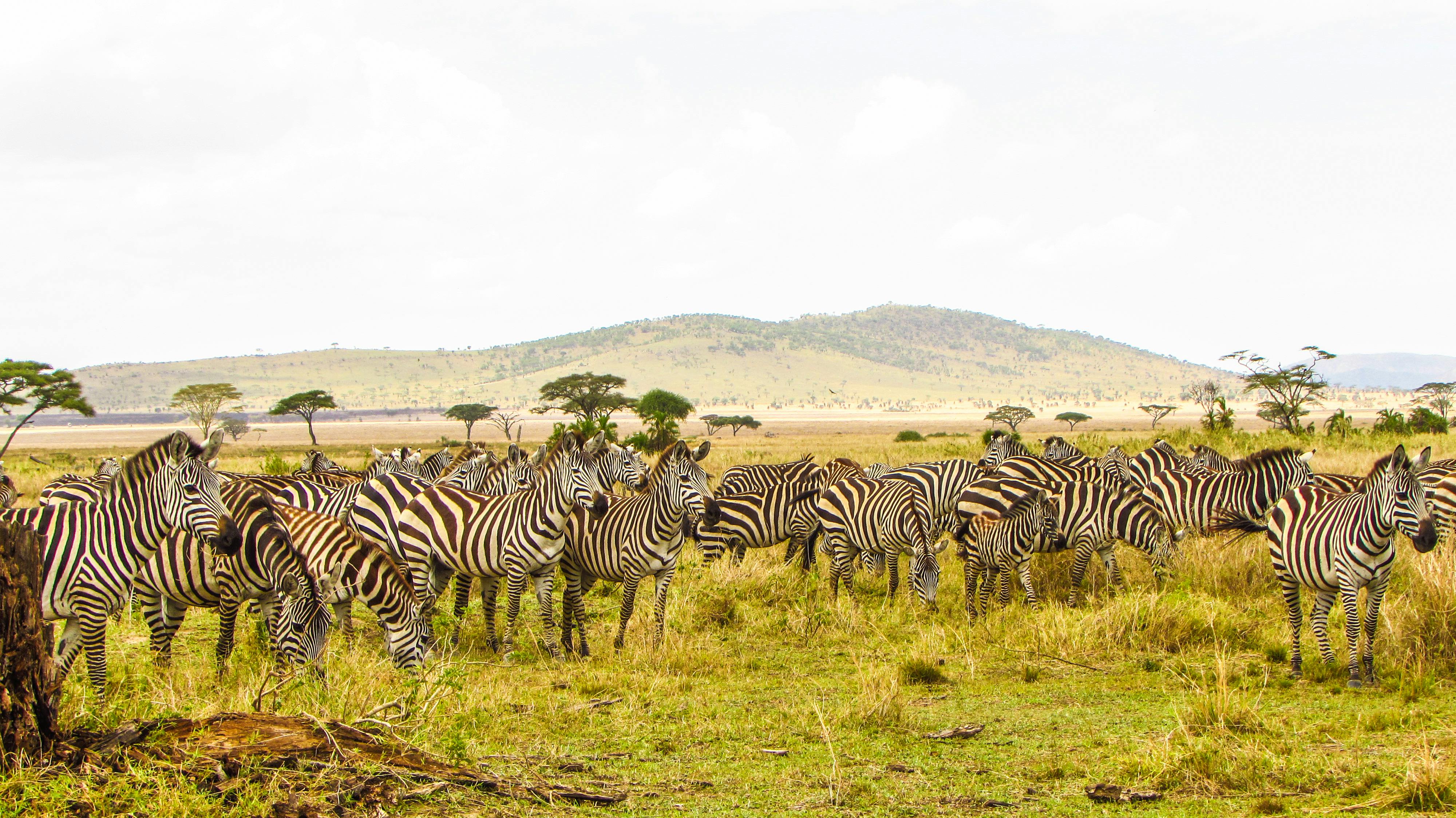 Tarangire National Park elephant safari package