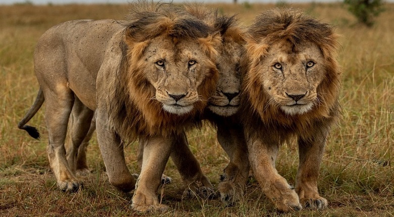 AfricanTrust Safari Tanzania Tours