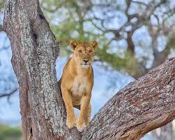 4 Days New Year Safari Tanzania