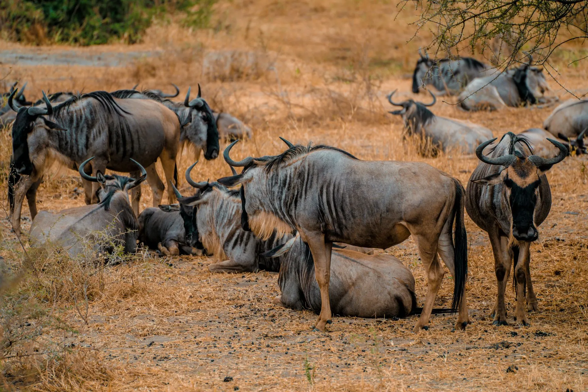 Serengeti Great Migration Safari - Africantrust Safari