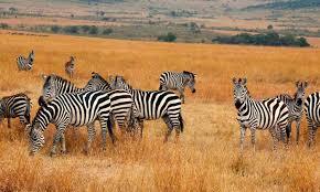 5 Days Christmas Safari Tanzania