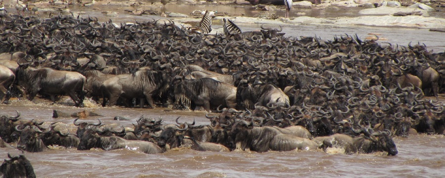 Serengeti Safari - Wildebeest Migration