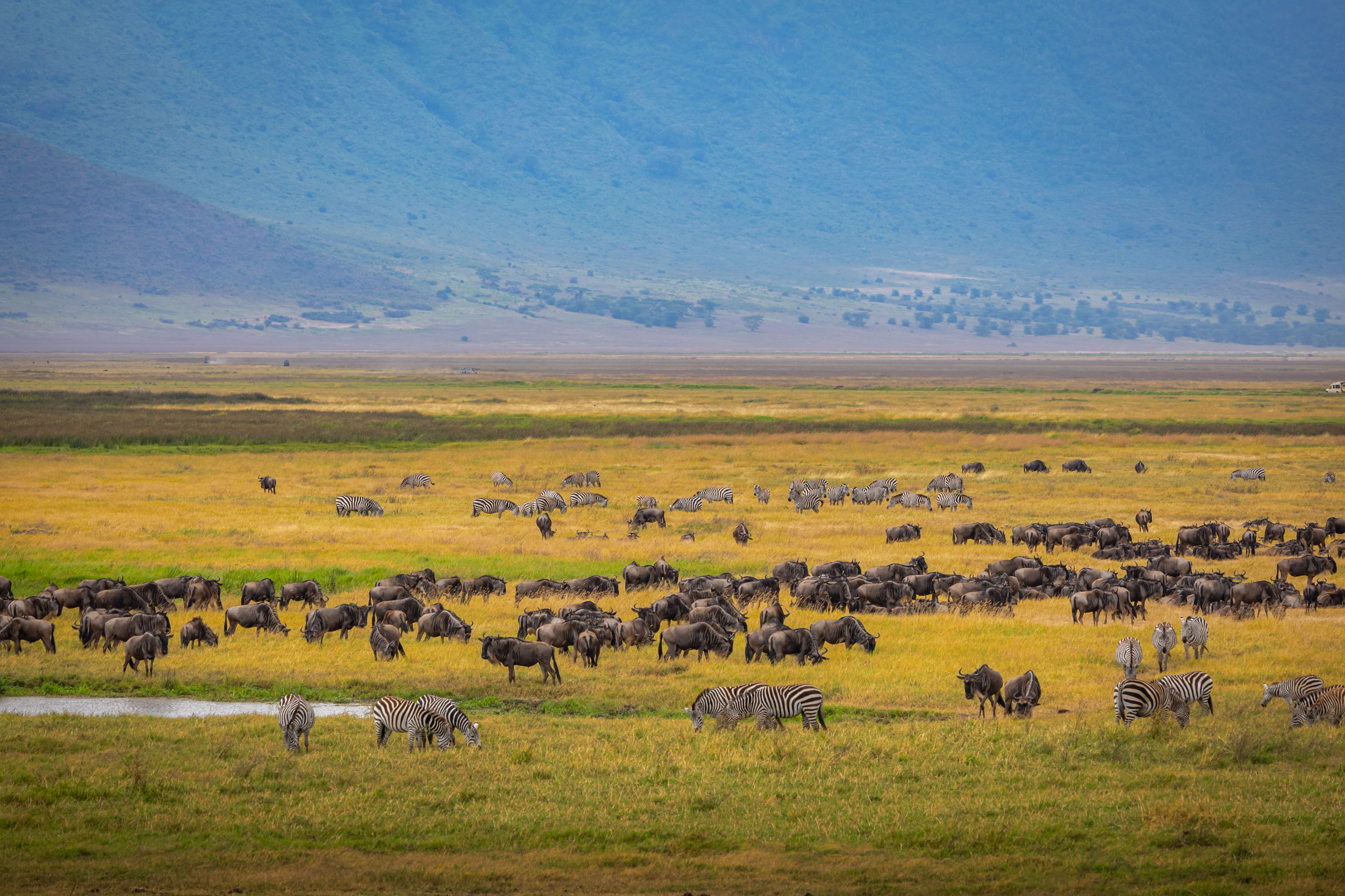 Serengeti wildebeest migration safari package