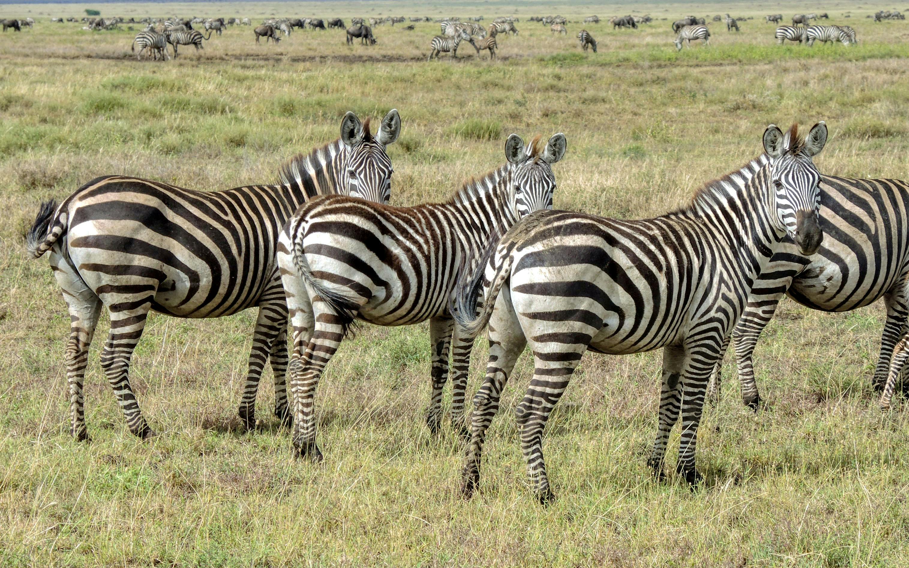 Luxury Tanzania lodge safari package