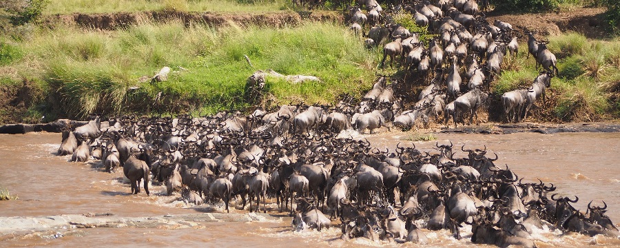 Mara River Crossing