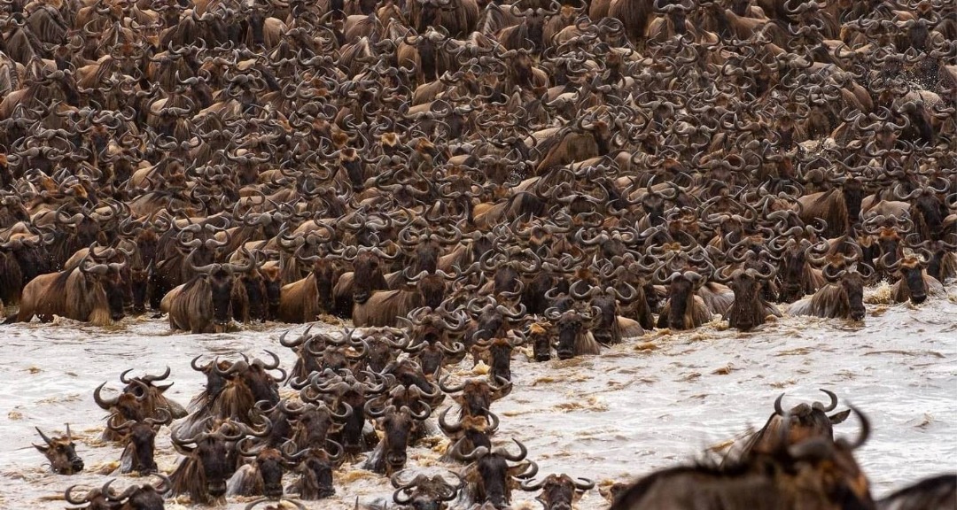 7 Day Serengeti Migration Safari