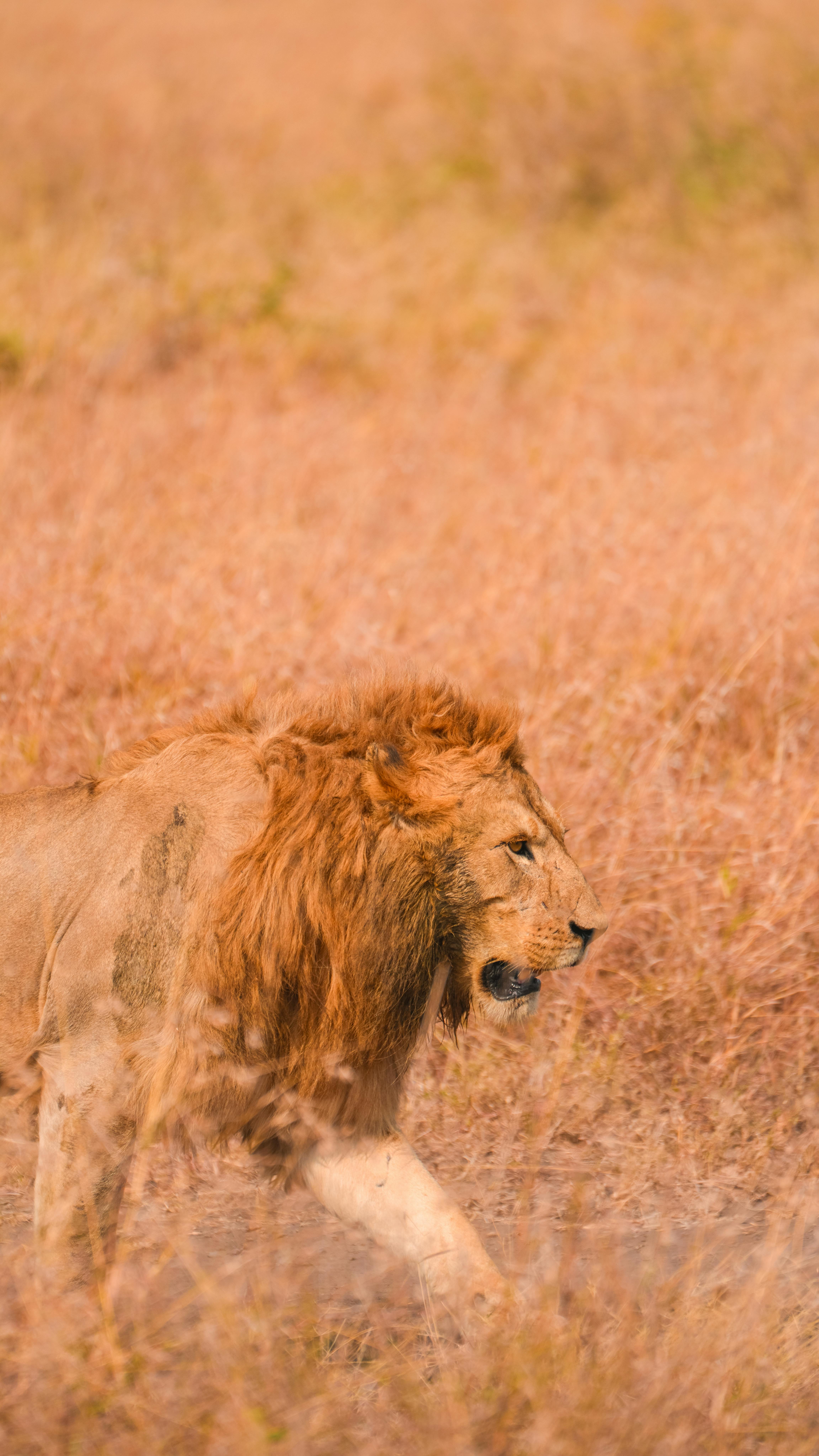 Tanzania safari and Zanzibar beach holiday package