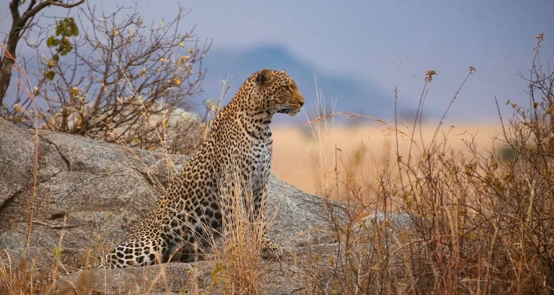 Safari vehicle viewing rhino on the crater floor