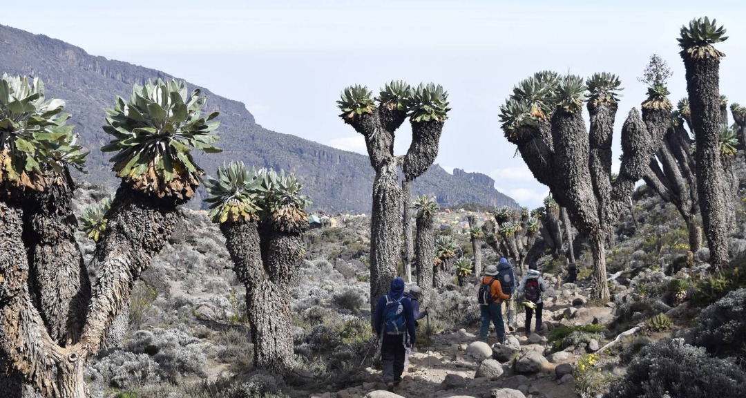 Mount Meru Summit View