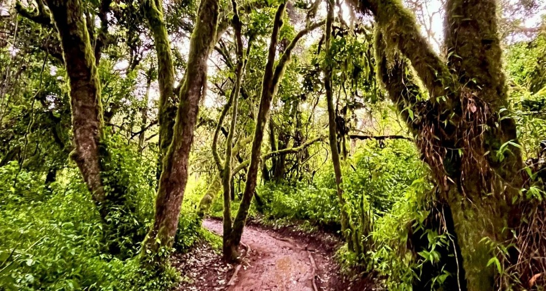 Machame Route Rainforest Kilimanjaro
