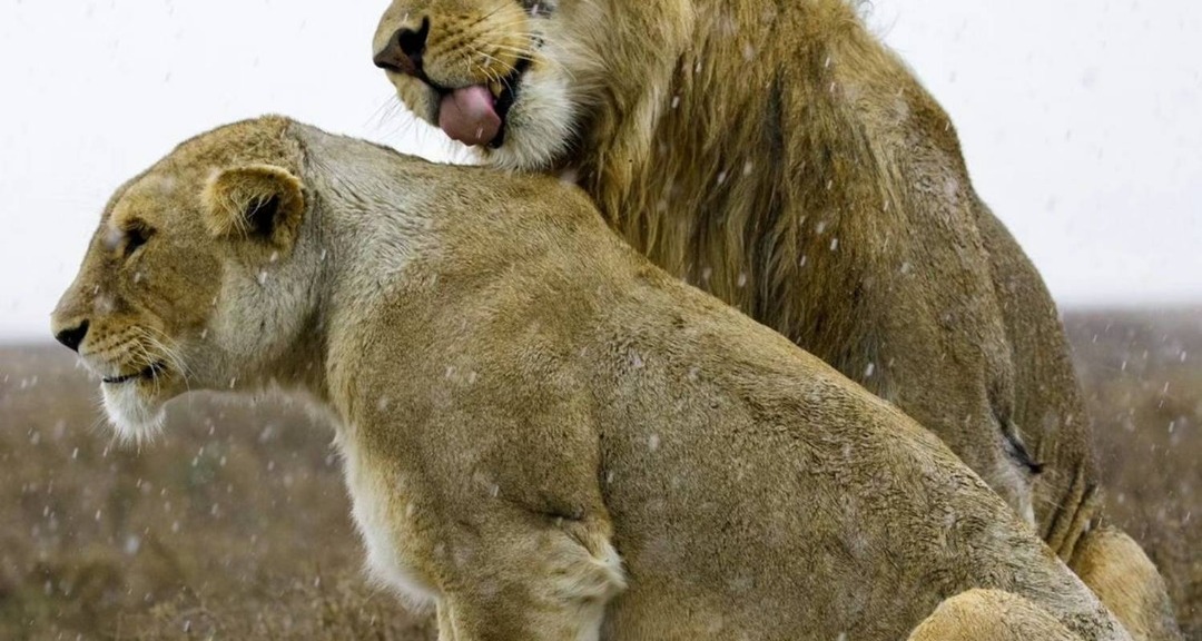 Serengeti Safari Tour