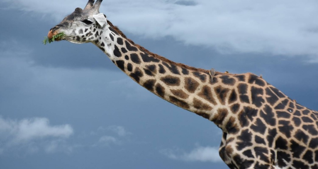 Katavi National Park Safari