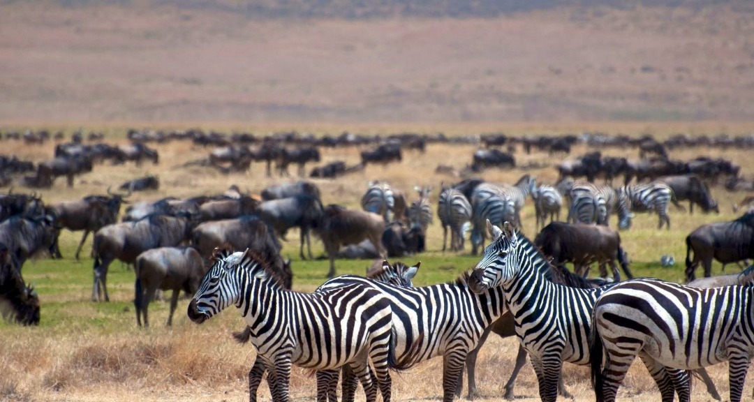Mara River Crossing Safari