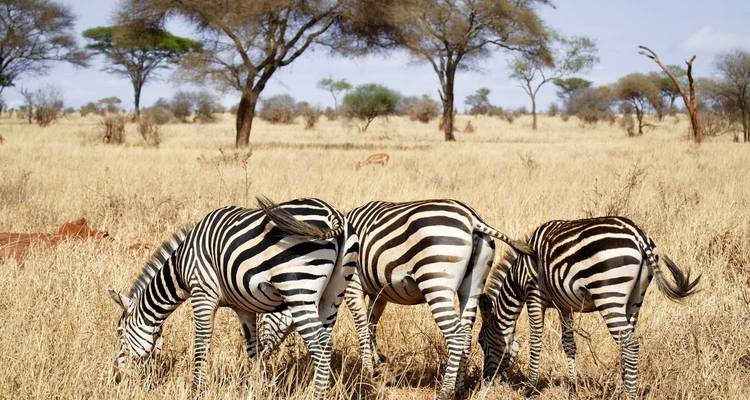 2 Days Tarangire & Manyara Tours