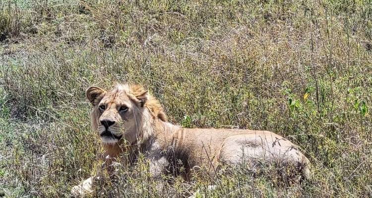 4 Days Serengeti Safari Tours