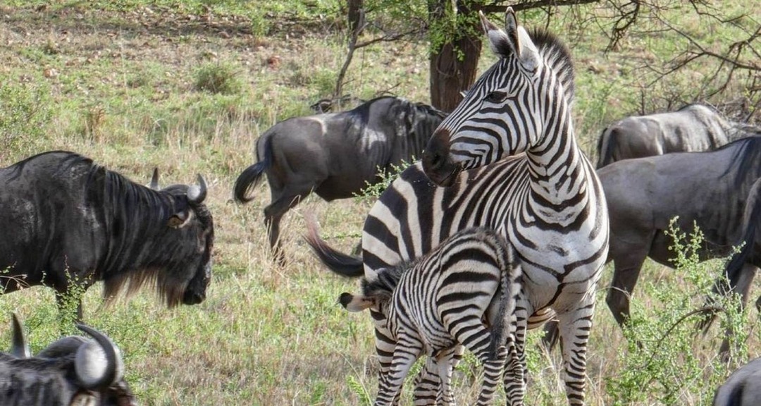 7 Days Tanzania Wildlife and Culture Safari