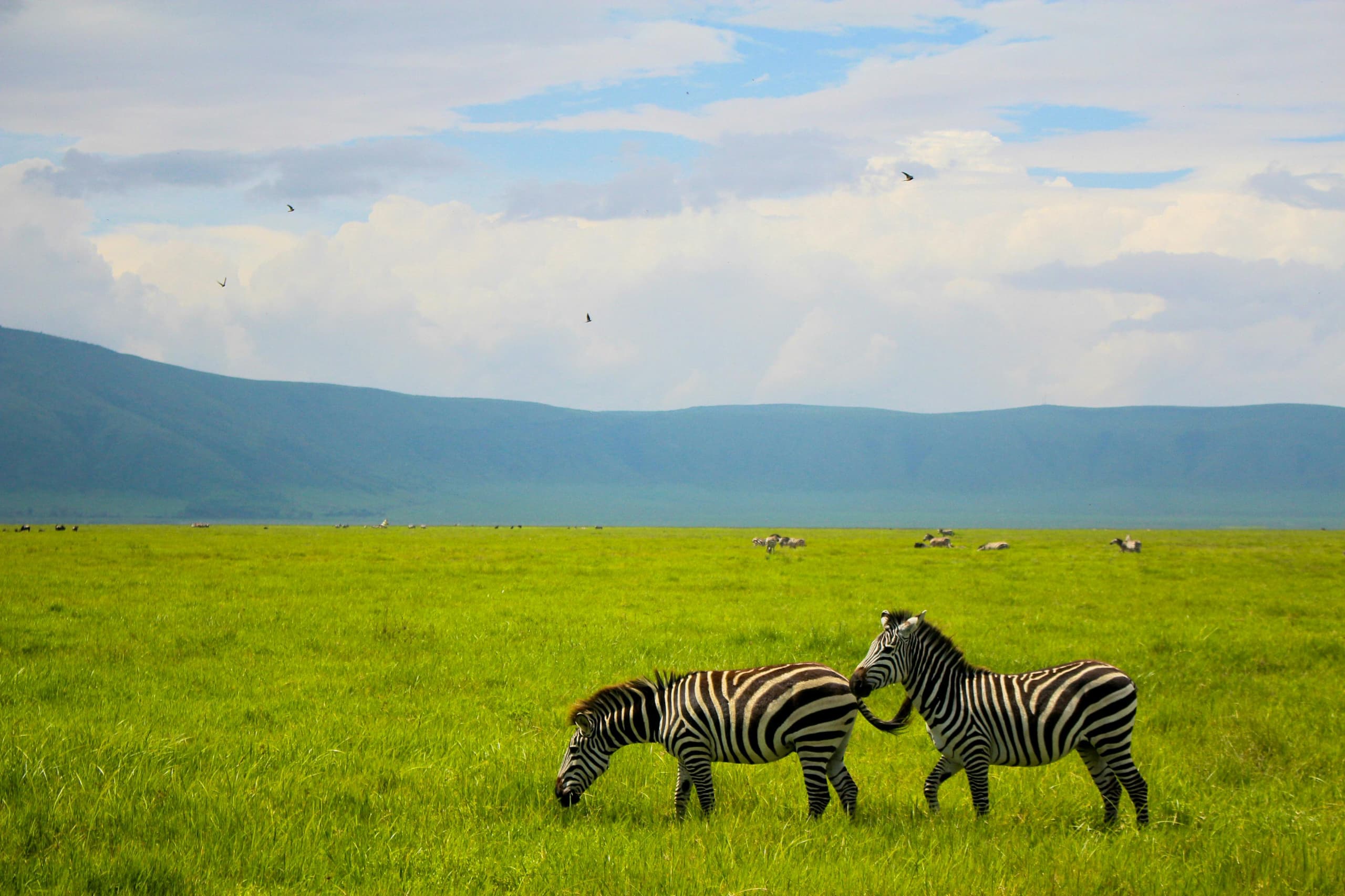 Tanzania Safari Adventures