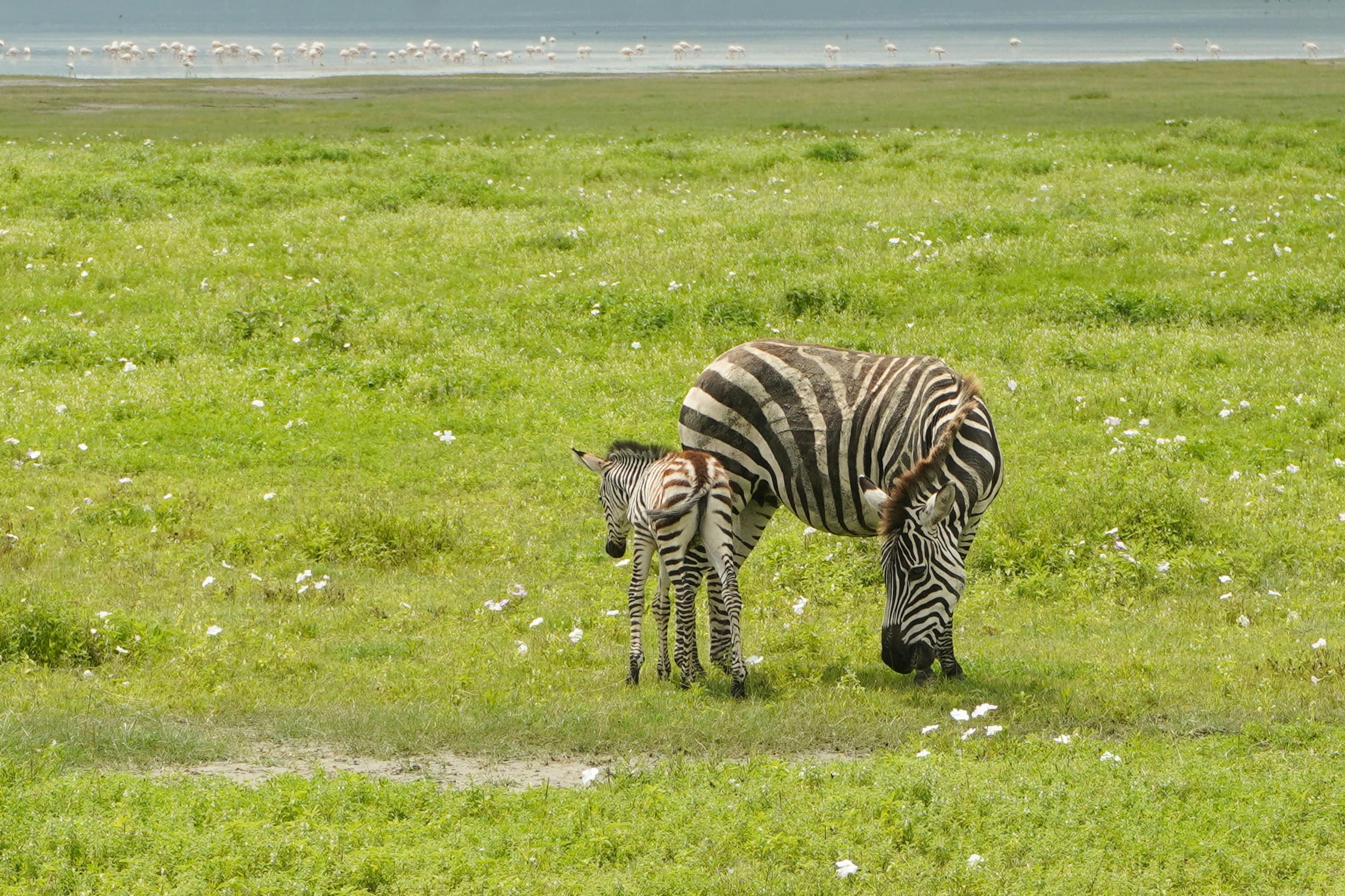 Serengeti Sunset Photo Tour