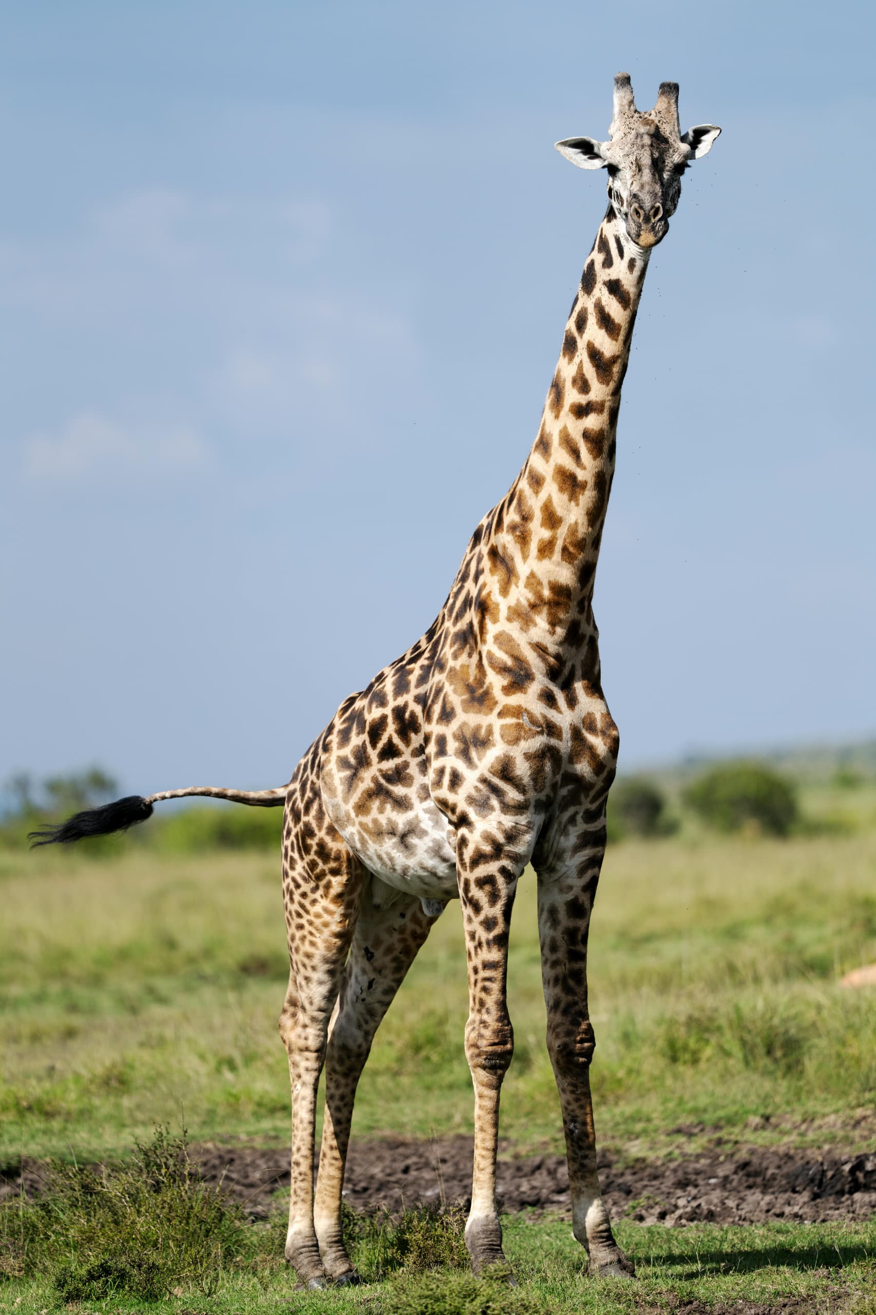 Tarangire Elephants Photo Tour