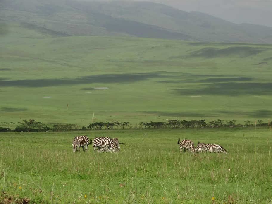 2-Day Northern Tanzania Safari