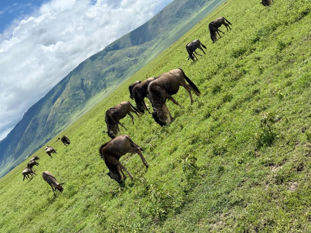 Serengeti family arrival