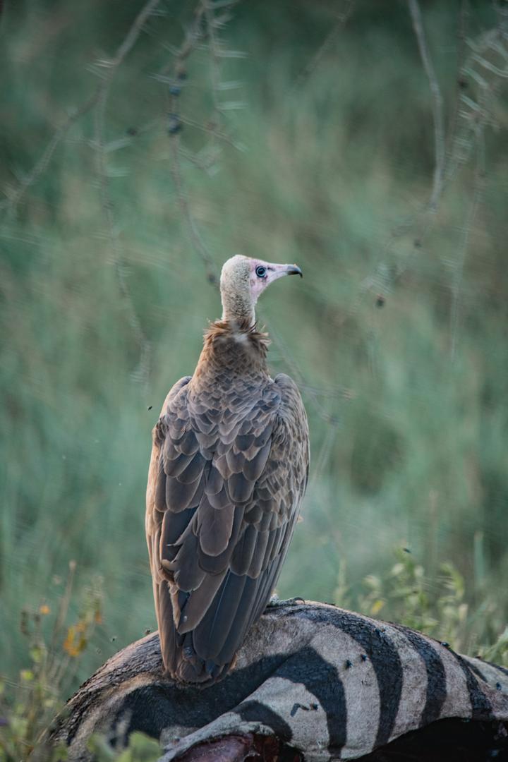Chagga Village Children
