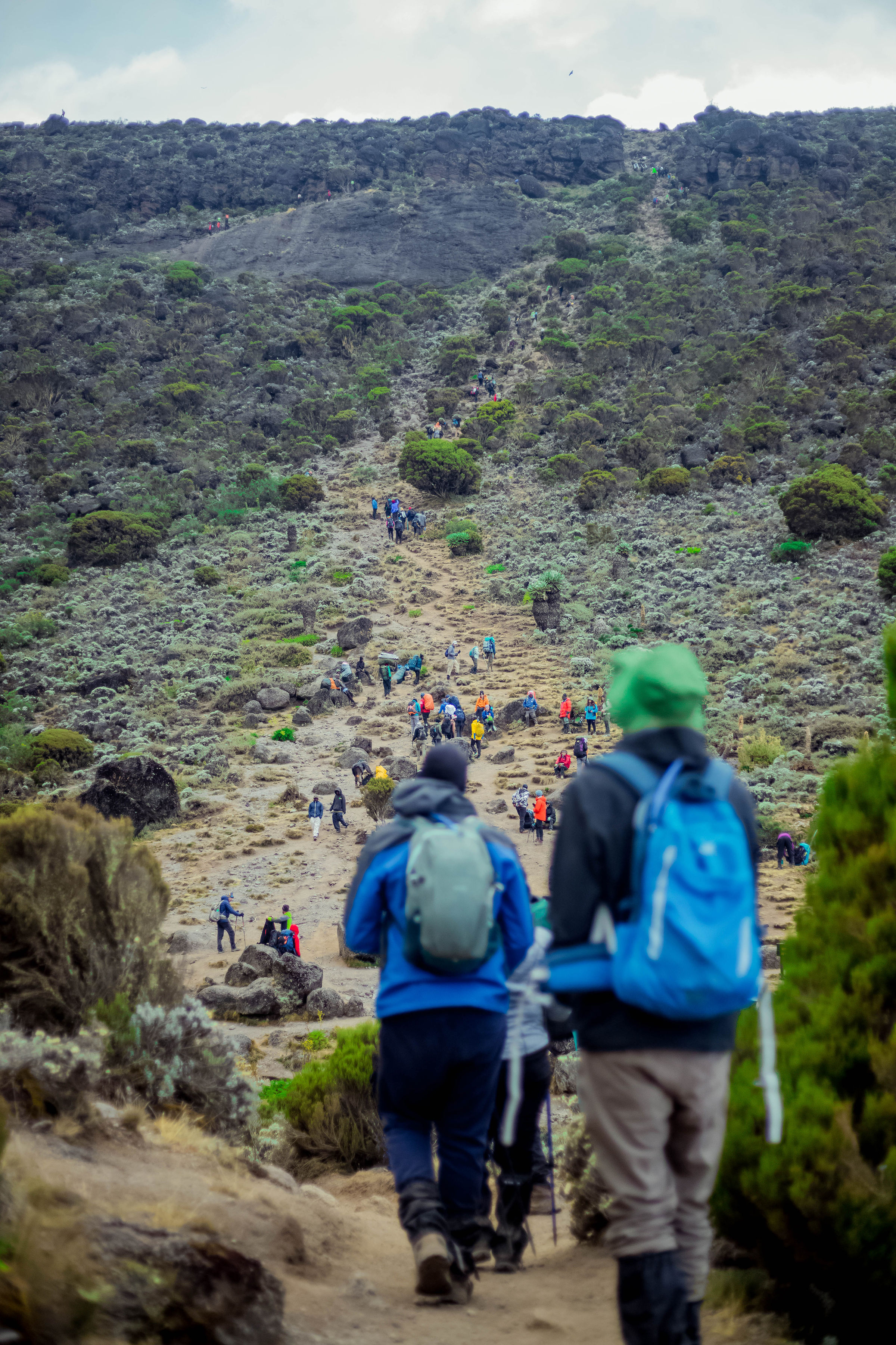 6 Days Lemosho Route - Climb Kilimanjaro via Lemosho Route