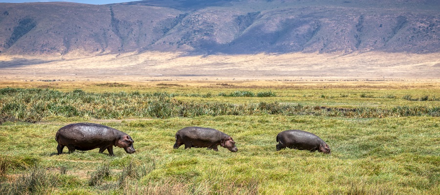 14 Days Complete Tanzania Safari