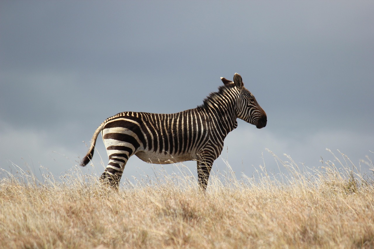Safari vehicle viewing animals on the Ngorongoro Crater floor