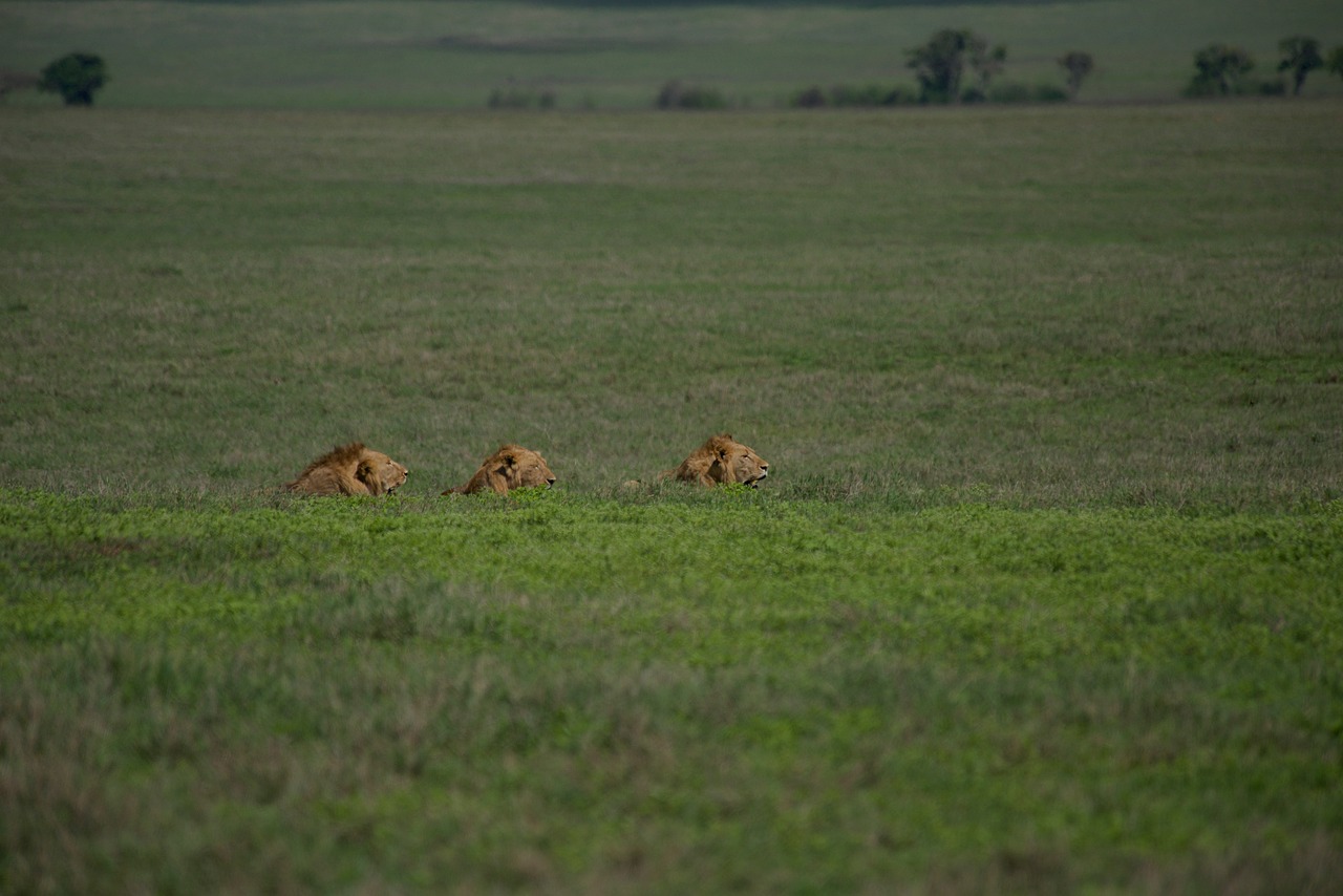 Small plane landing on Serengeti airstrip