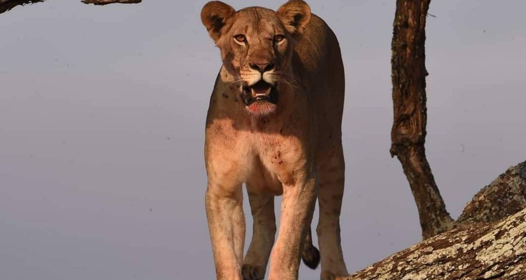 4 Day Marvelous Adventure Safari Serengeti National Park