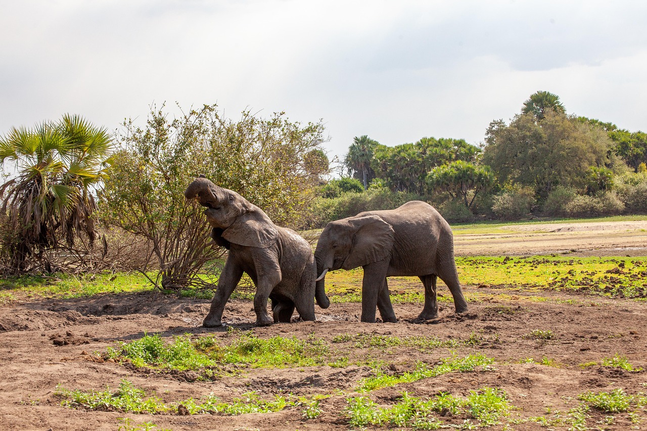 5 Day Serengeti and Ngorongoro Safari
