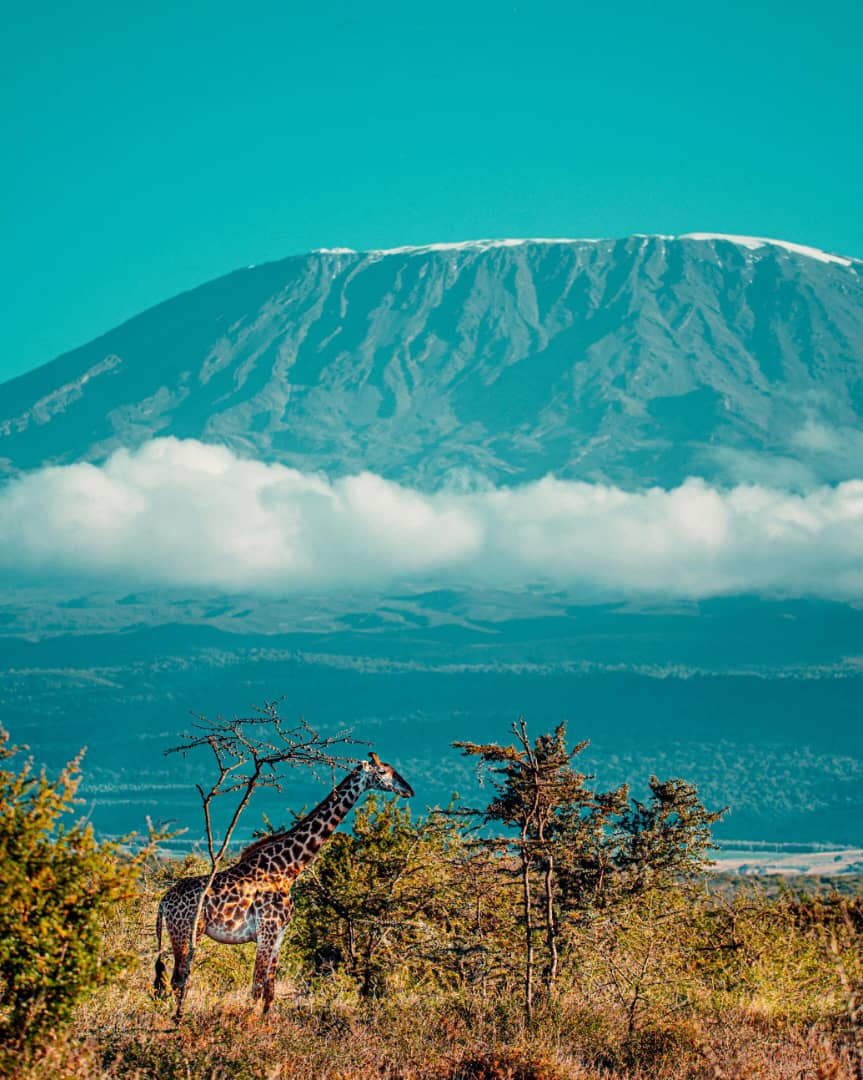Kilimanjaro