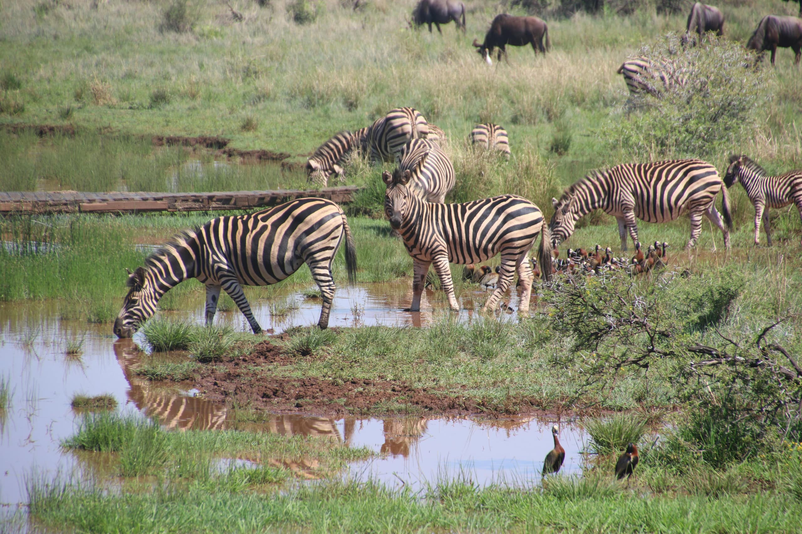 Luxury Serengeti Migration Safari