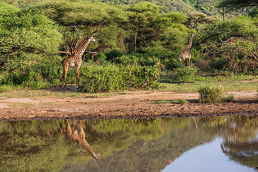 Luxury Serengeti & Ngorongoro Safari