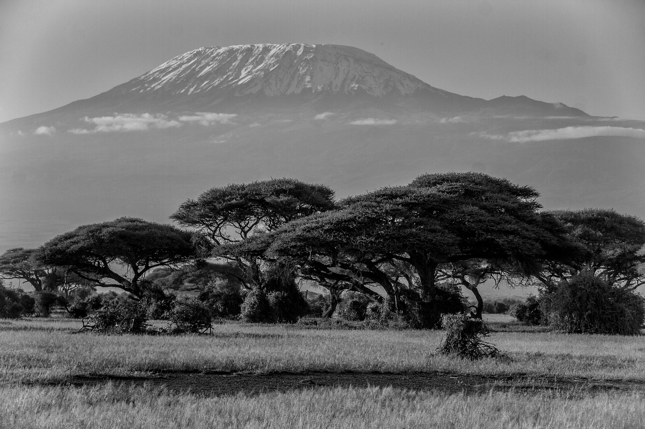 Hiking through Kilimanjaro's Rainforest