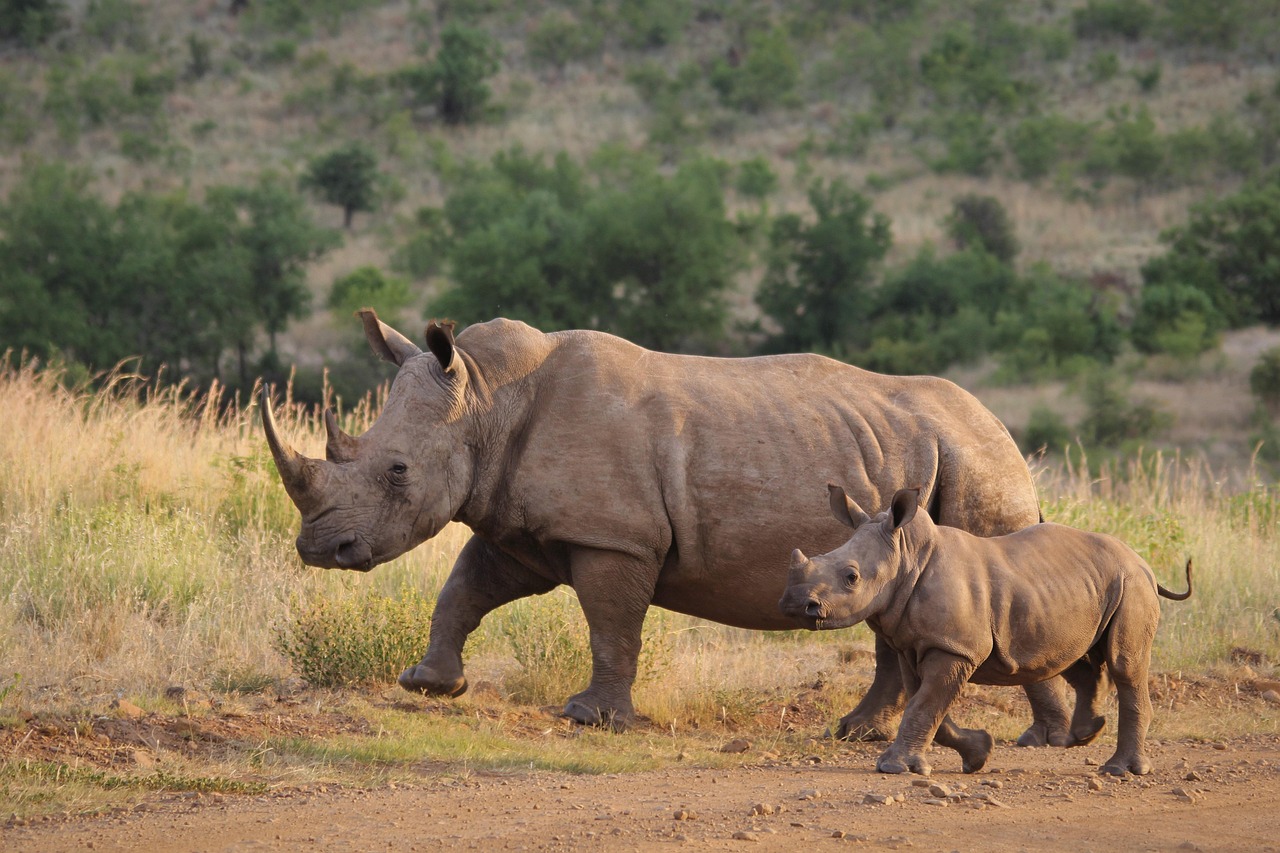 Ngorongoro Crater