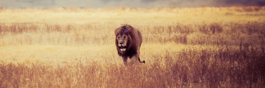 Maasai Mara National Reserve