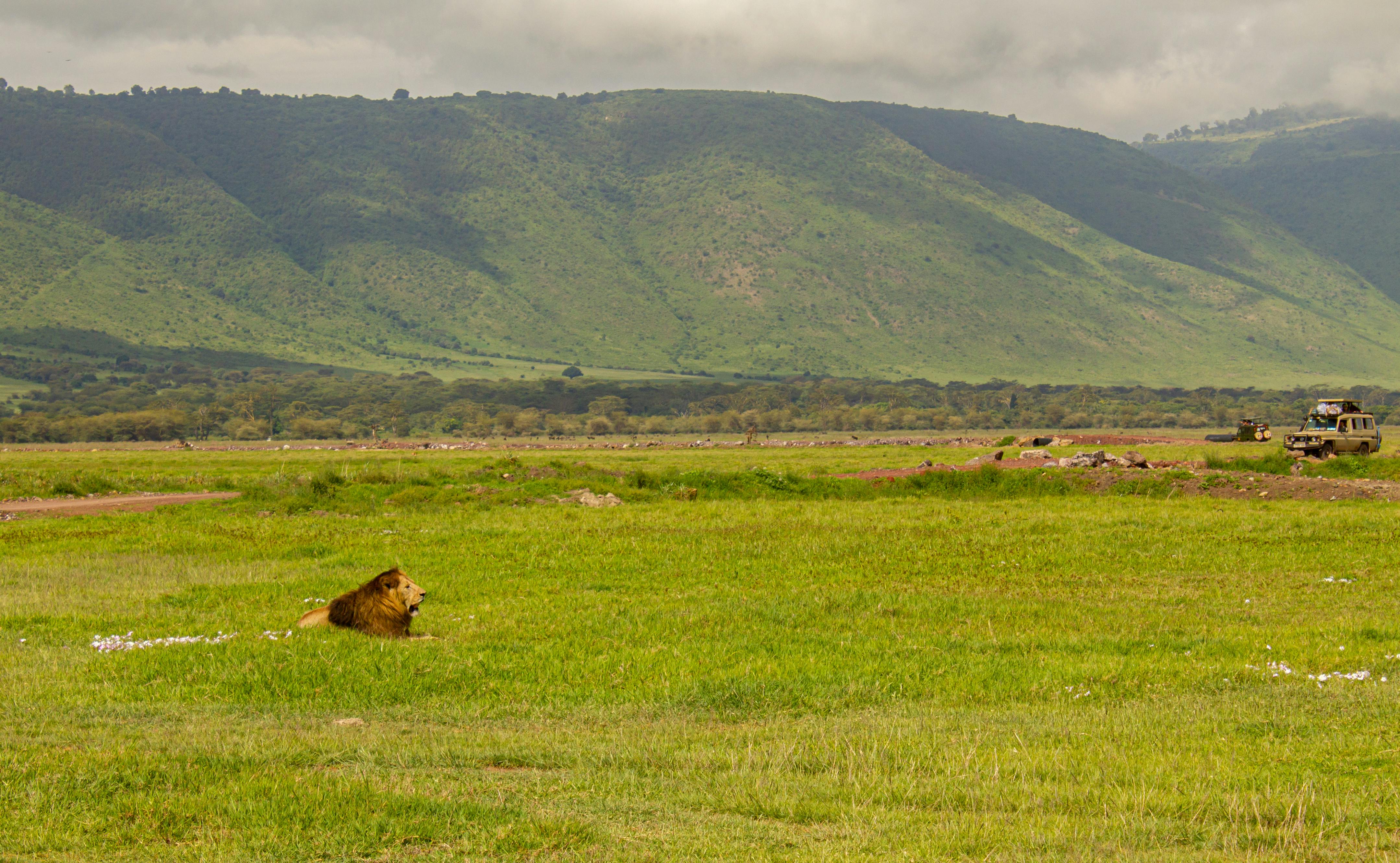 Ngorongoro Crater Guide