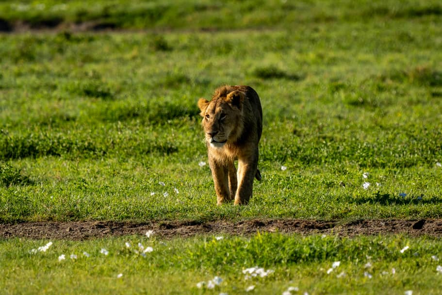 Ngorongoro Crater Safari Viewpoint