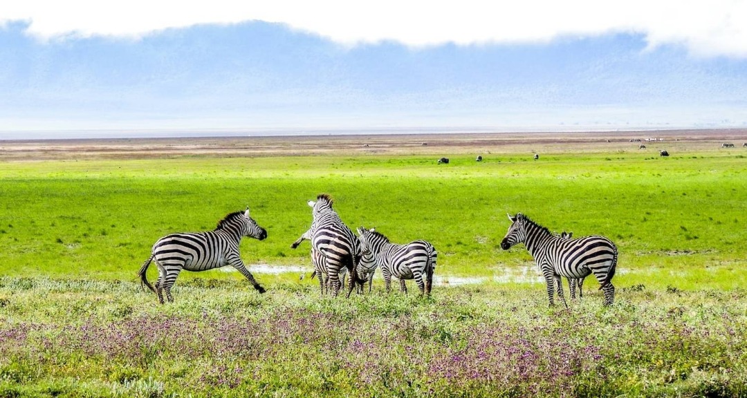 3 Days Northern Safari in Tanzania