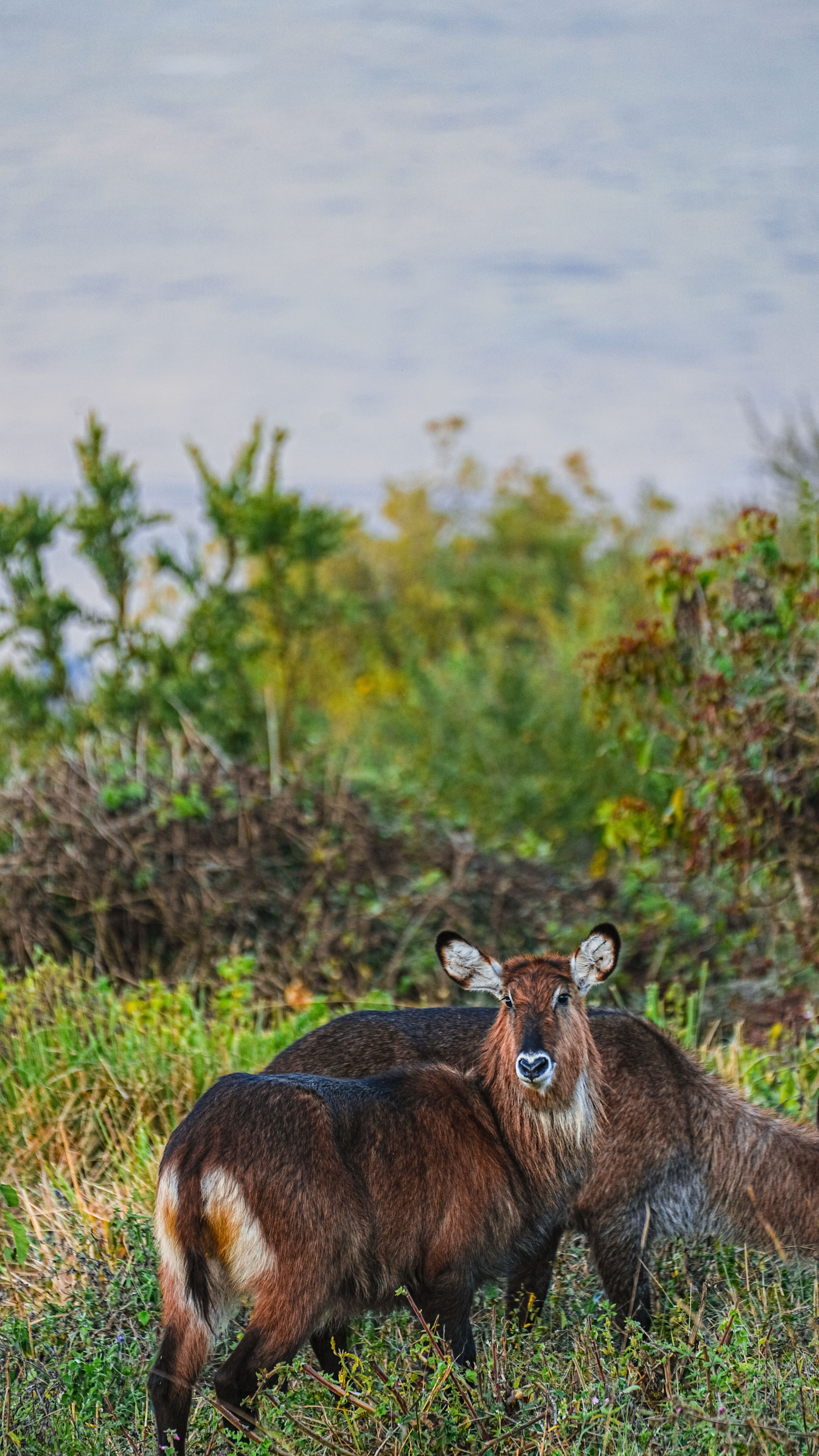 Private Tanzania safari cost and family package