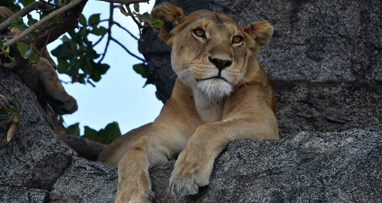 Ngorongoro Crater Safari