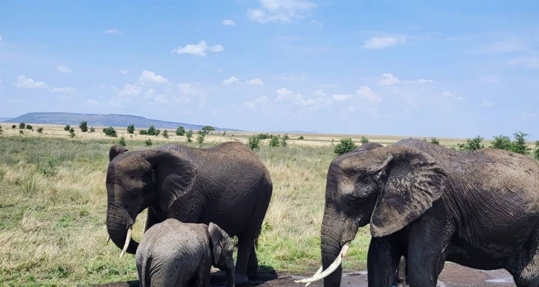 Tarangire National Park Safari