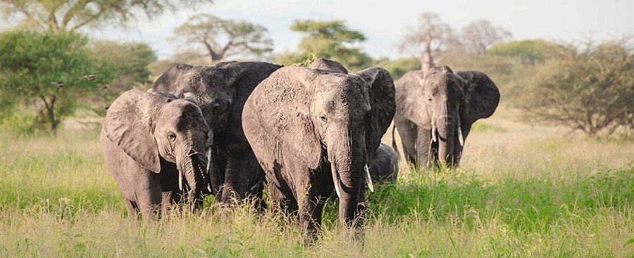 Elephant herd in Serengeti National Park
