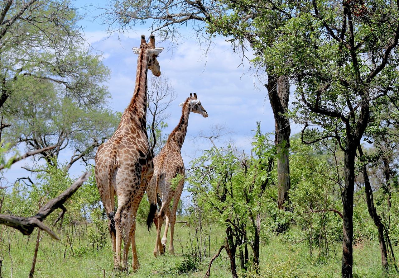 9 Days Serengeti Migration & Ngorongoro Safari
