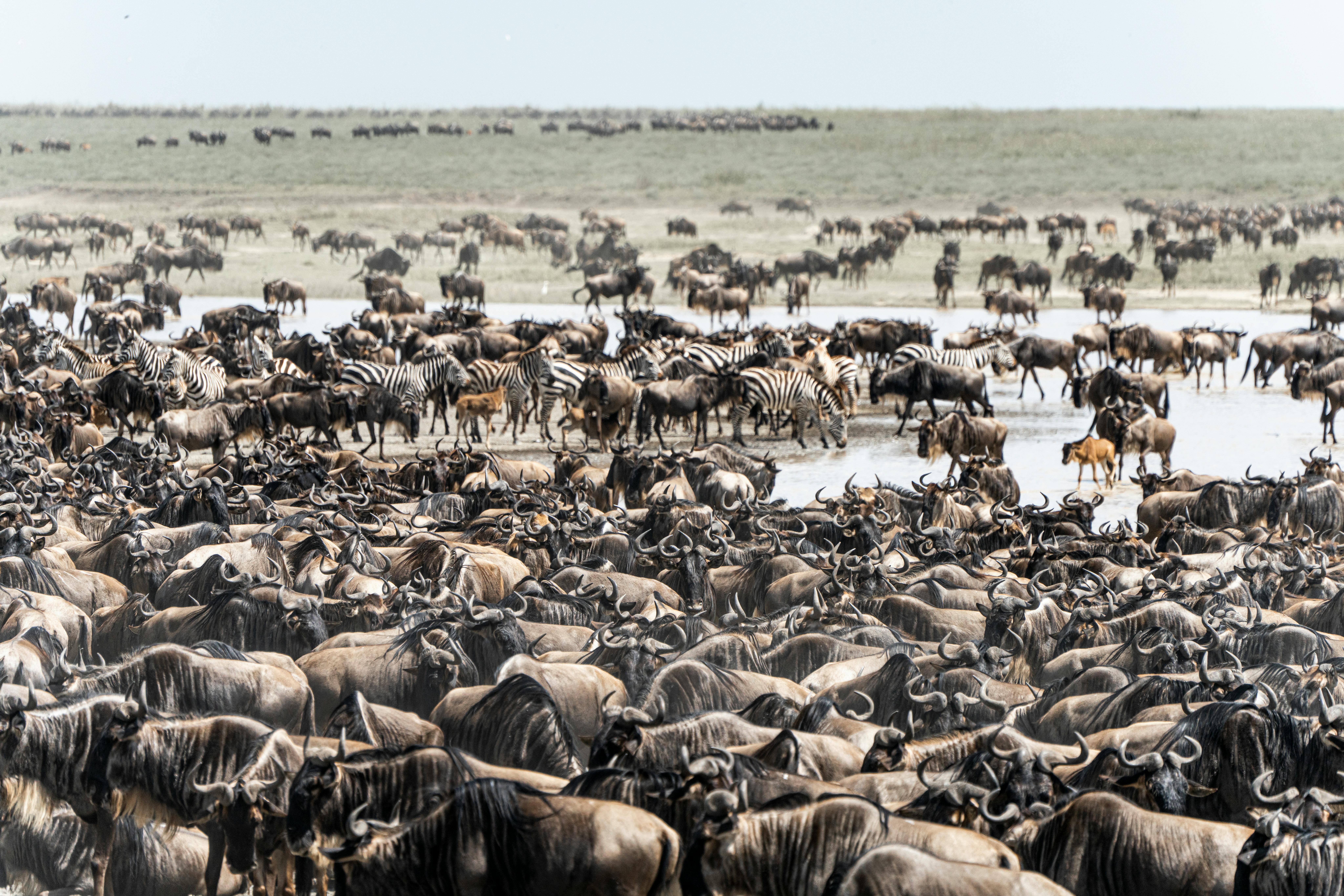Serengeti Migration Guide