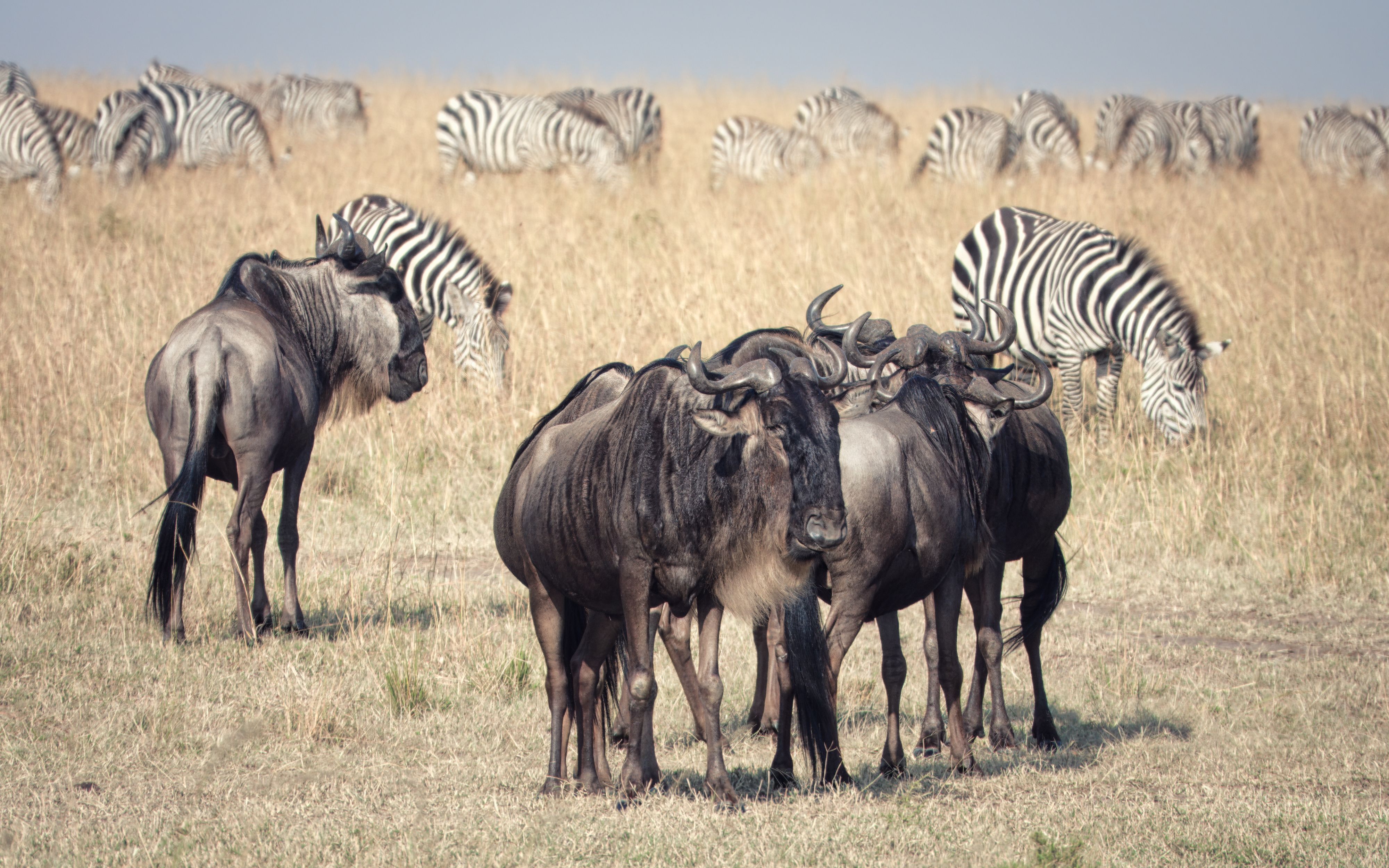 Serengeti National Park Safari